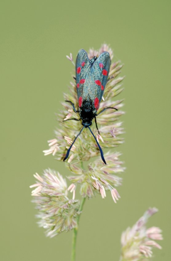 Prime schiusure di Zigene: Zygaena filipendulae